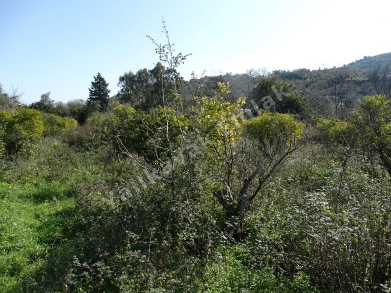 YALIKAVAK MERKEZDE  YOLA CEPHELİ MANDALİNA BAHÇESİ.