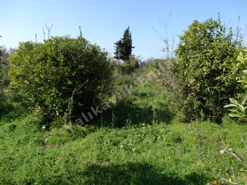 YALIKAVAK MERKEZDE  YOLA CEPHELİ MANDALİNA BAHÇESİ.