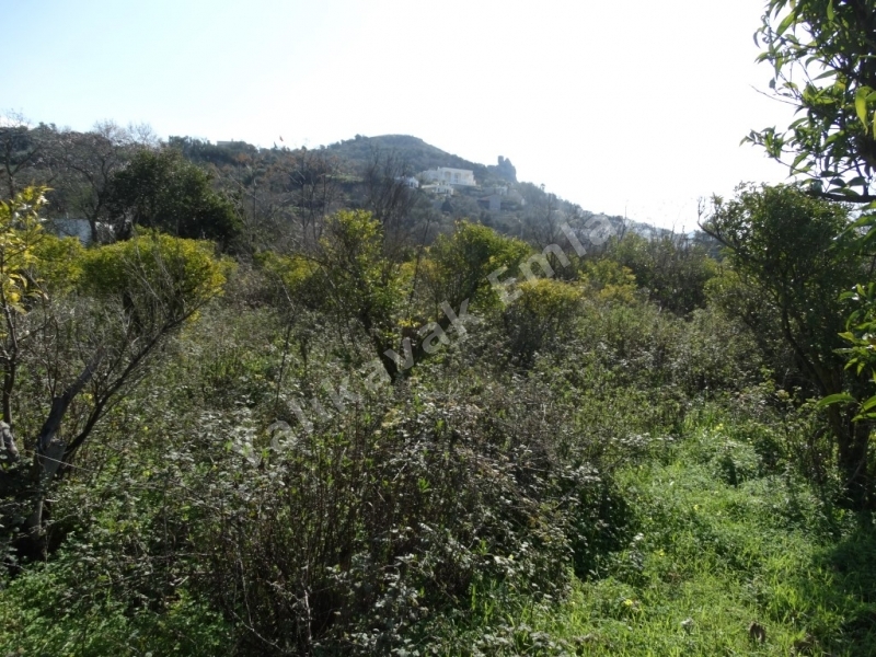 YALIKAVAK MERKEZDE  YOLA CEPHELİ MANDALİNA BAHÇESİ.