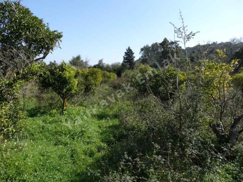 YALIKAVAK MERKEZDE  YOLA CEPHELİ MANDALİNA BAHÇESİ.