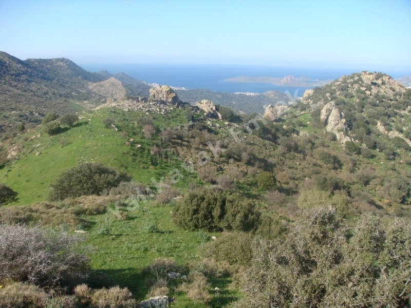 YALIKAVAK KOZALI DA YATIRIMLIK BÜYÜK ARAZİ