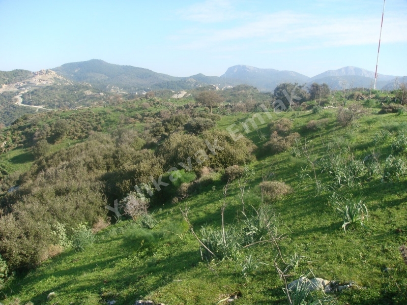 YALIKAVAK KOZALI DA YATIRIMLIK BÜYÜK ARAZİ